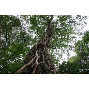 Natural Ficus Benjamina Plant